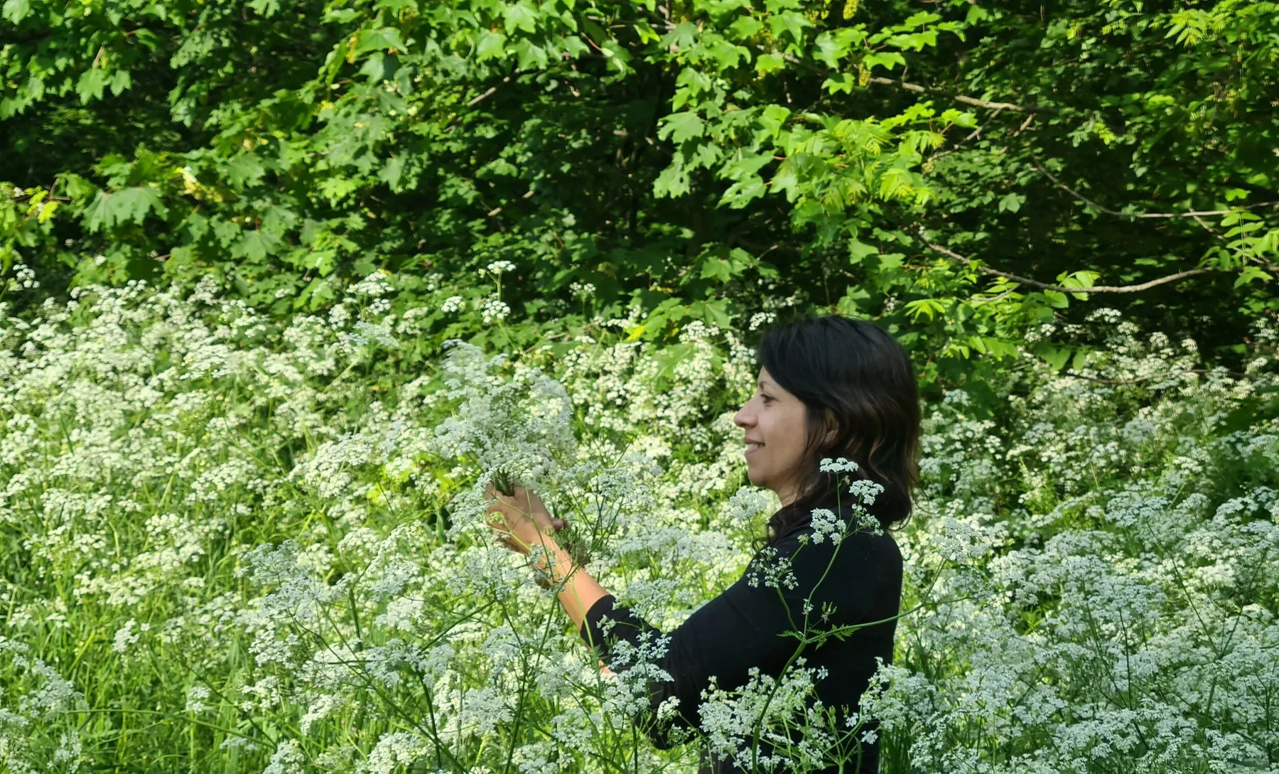Découvrez les plantes sauvages comestibles de la Coulée verte - Afbeelding nr. 4 - Wecandoo