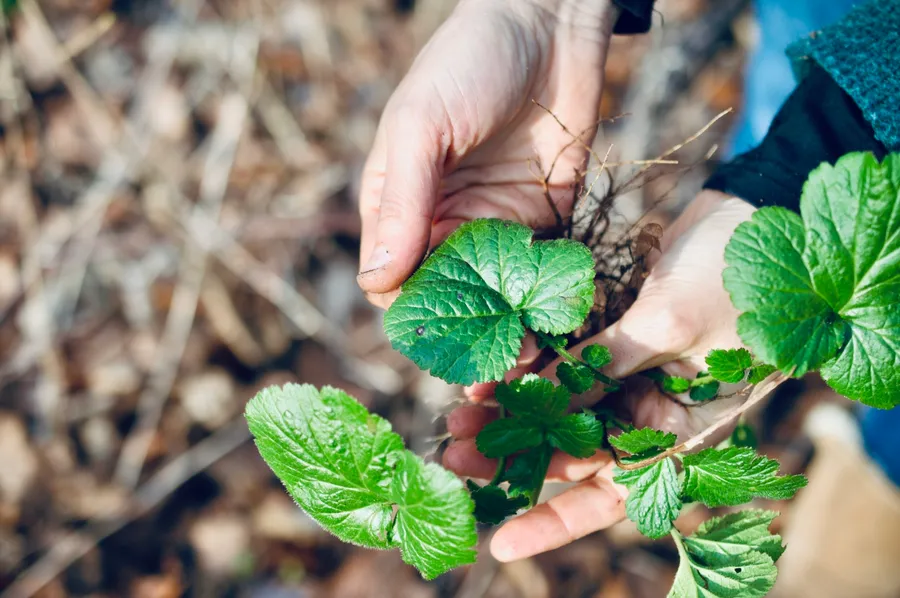 Découvrez les plantes sauvages comestibles de la Coulée verte - Image n°1 - Wecandoo