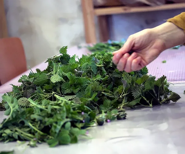 Initiez-vous à la cueillette sauvage - Image n°3 - Wecandoo