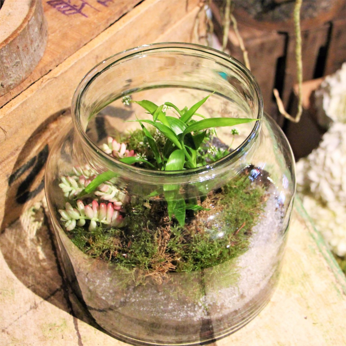 Wecandoo - Créez votre terrarium