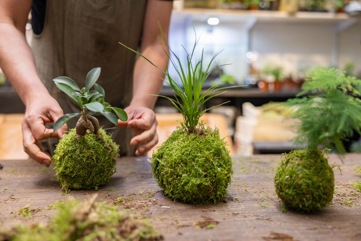 Wecandoo - Fabriquez votre Kokedama