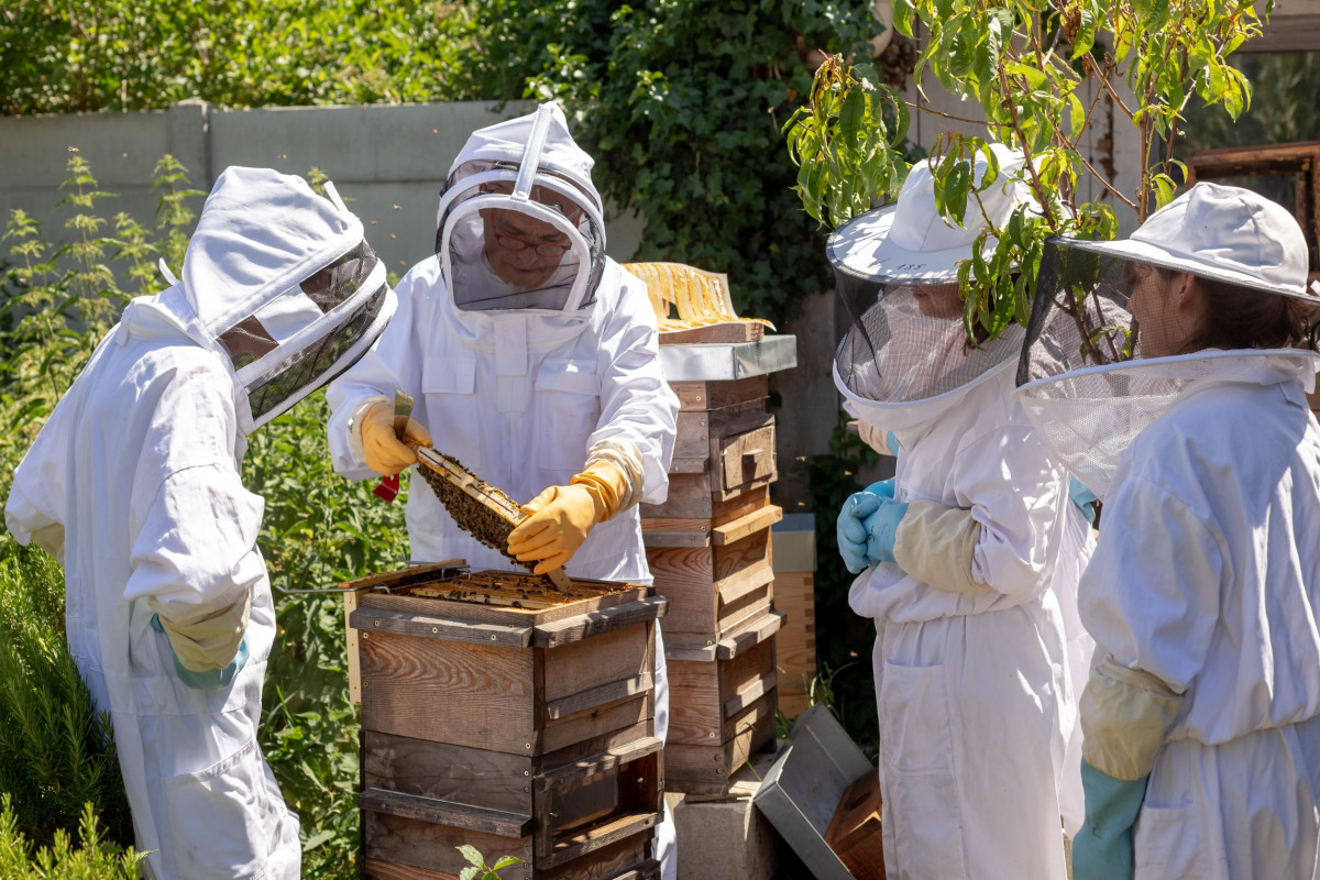 Découvrez l'apiculture urbaine