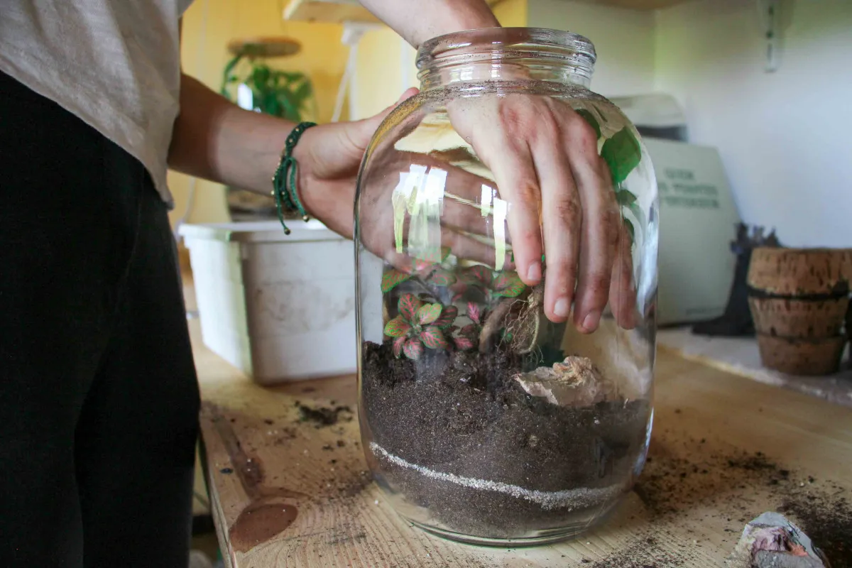 Composez votre terrarium