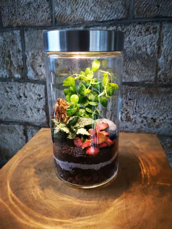 Réalisez votre terrarium lumineux petit format