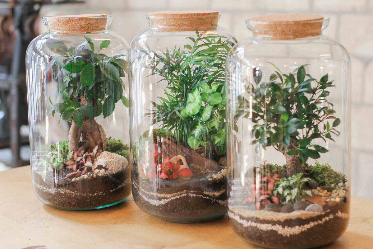Wecandoo - Réalisez votre grand terrarium fermé