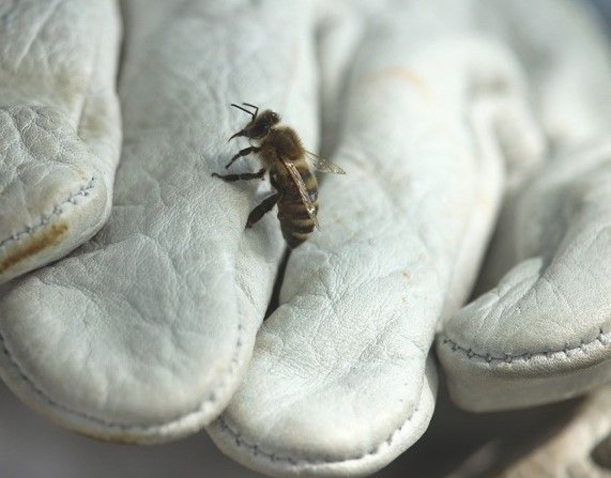 Découvrez l'apiculture