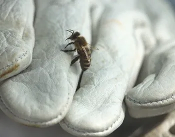 Découvrez l'apiculture