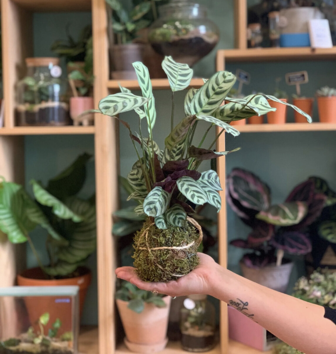 Wecandoo - Créez votre kokedama XL