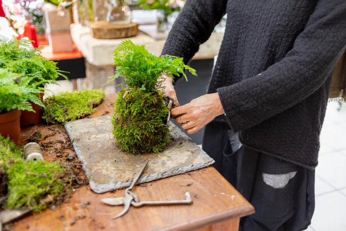 Fabriquez votre kokedama