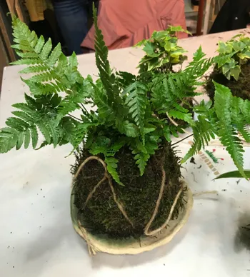Wecandoo - Créez votre kokedama