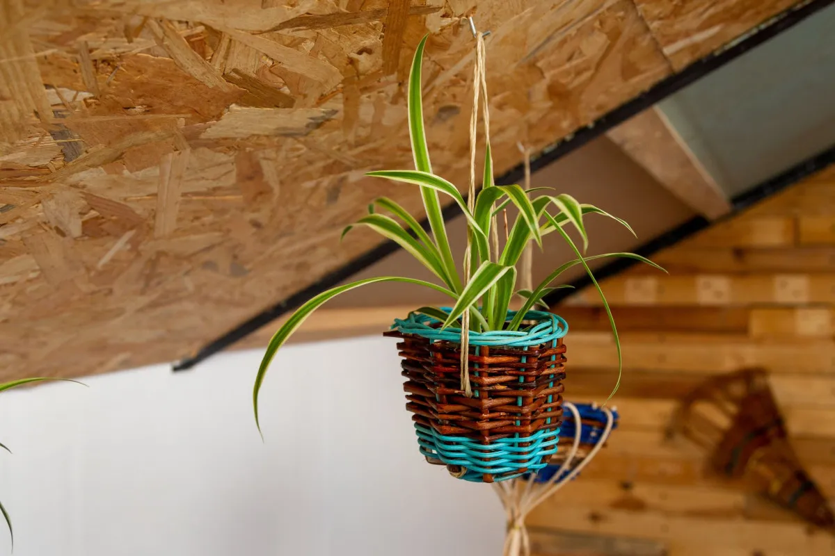 Fabriquez votre cache-pot en vannerie