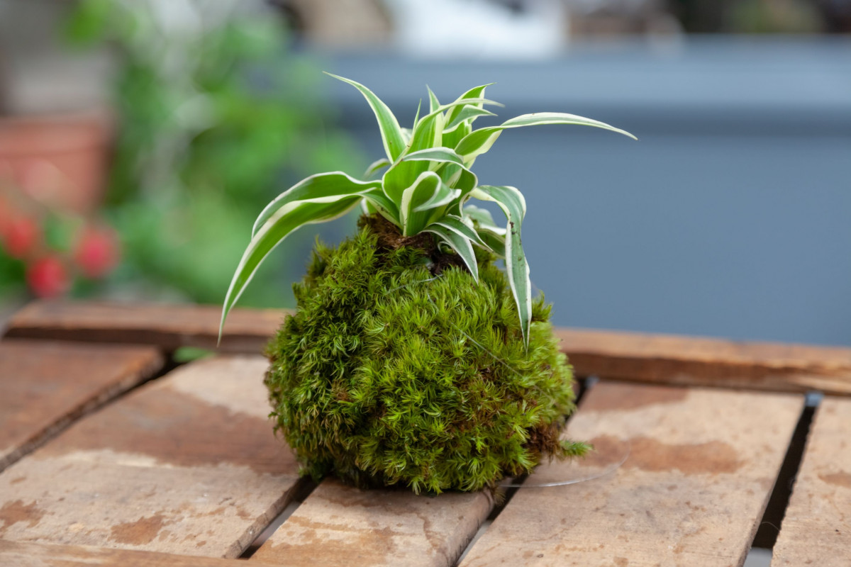 Wecandoo - Fabriquez votre kokedama
