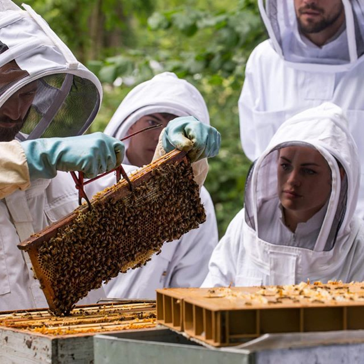Découvrez l'apiculture urbaine