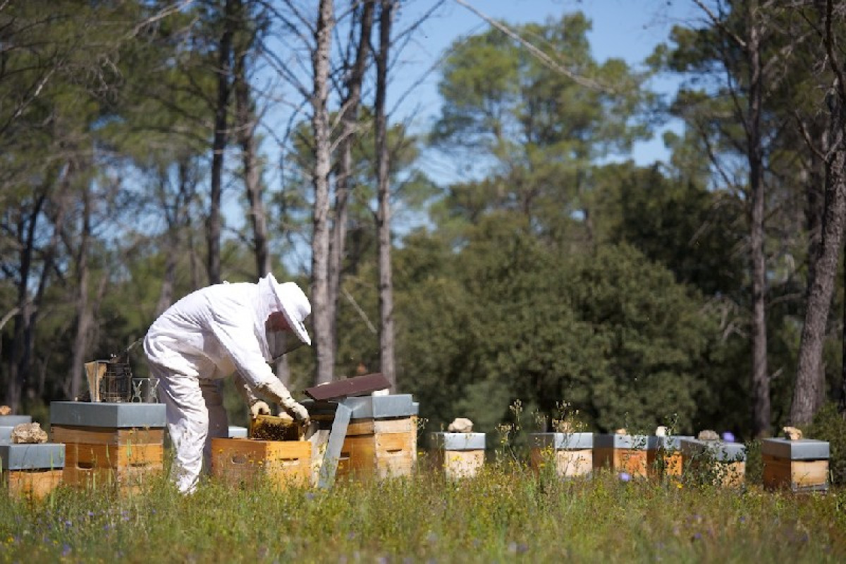 Initiez-vous à l'apiculture