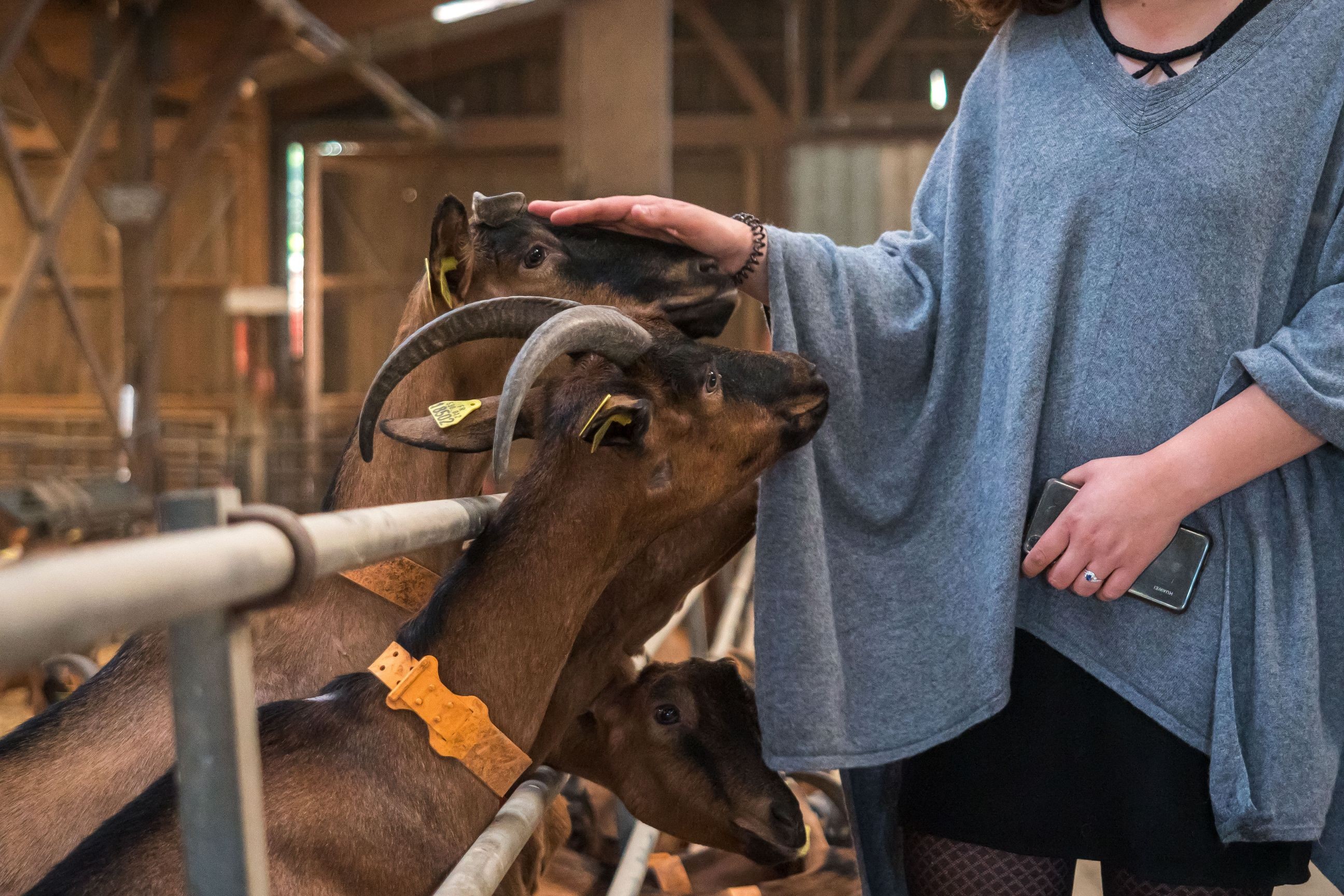 Réalisez votre fromage fermier de chèvre