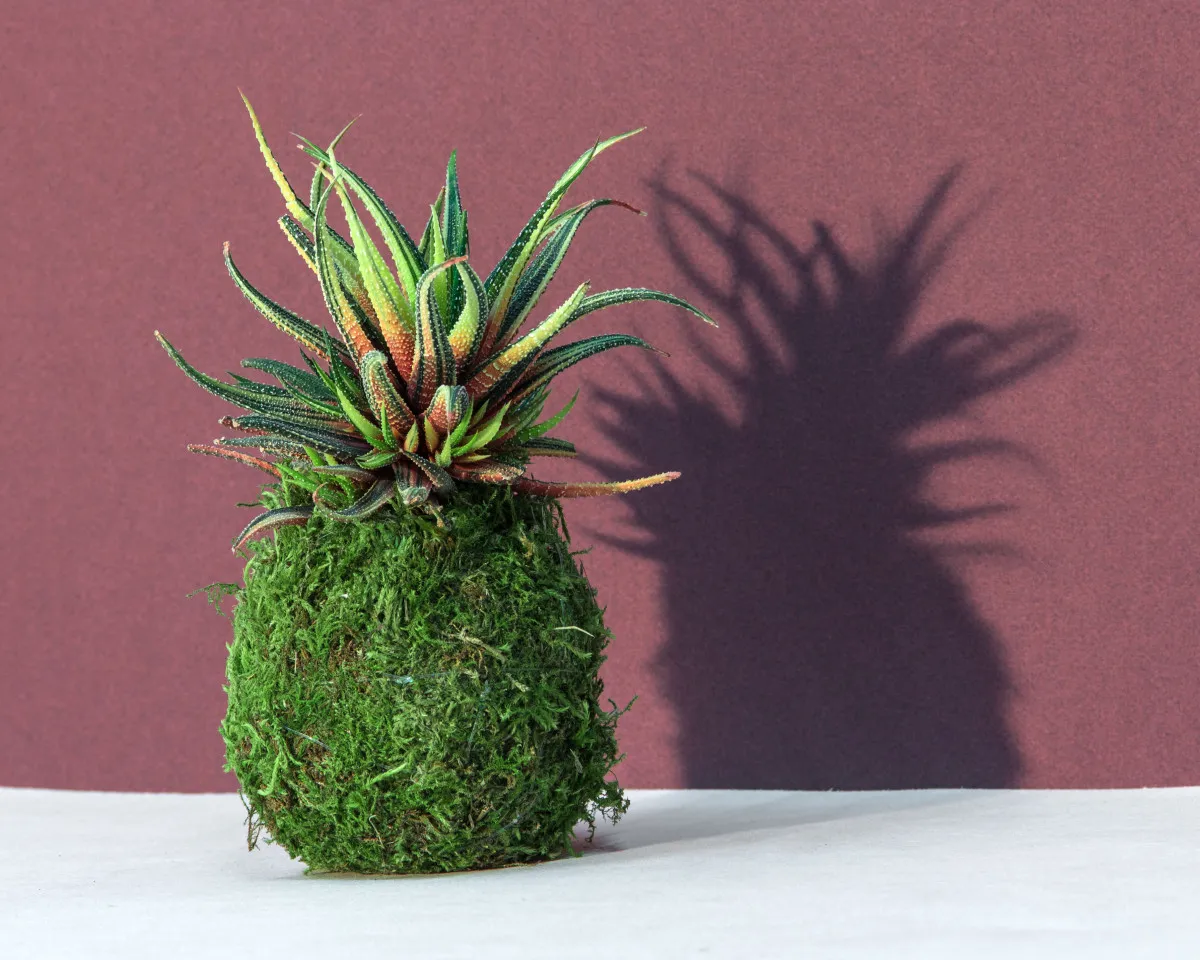 Créez votre kokedama