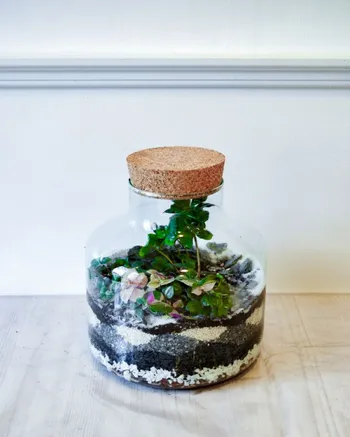 Créez votre terrarium