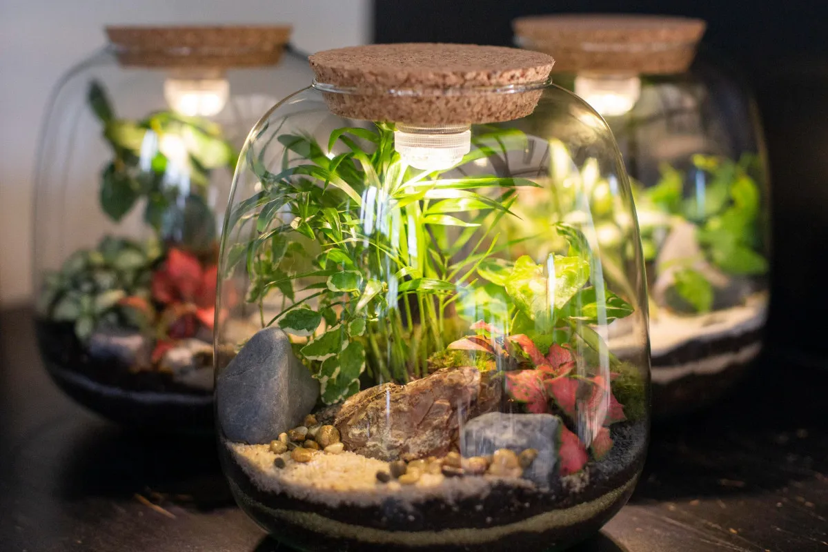 Créez votre terrarium lumineux