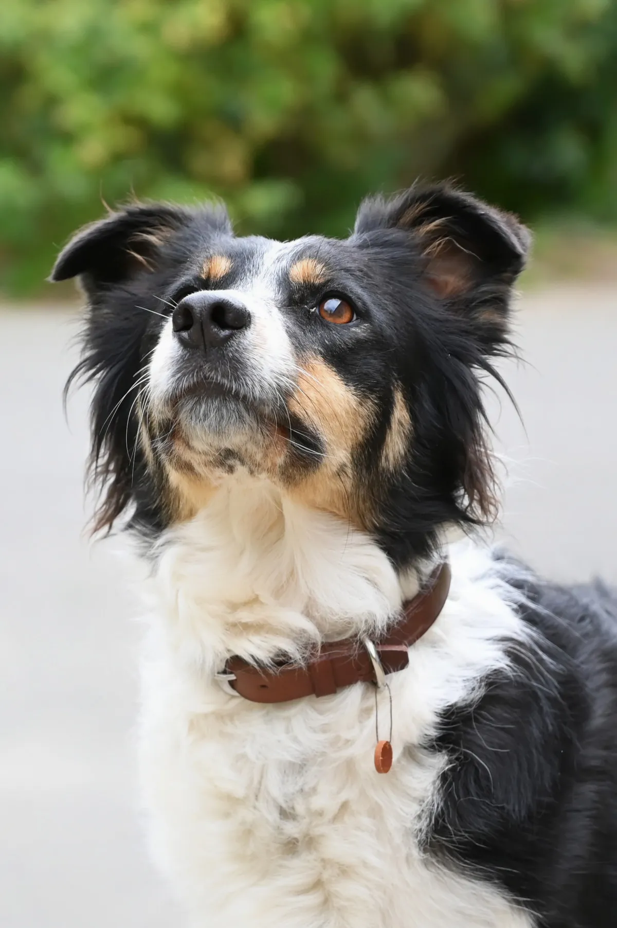 Fabriquez un collier pour votre chien