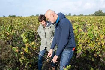Apprenez à tailler la vigne et déguster le vin