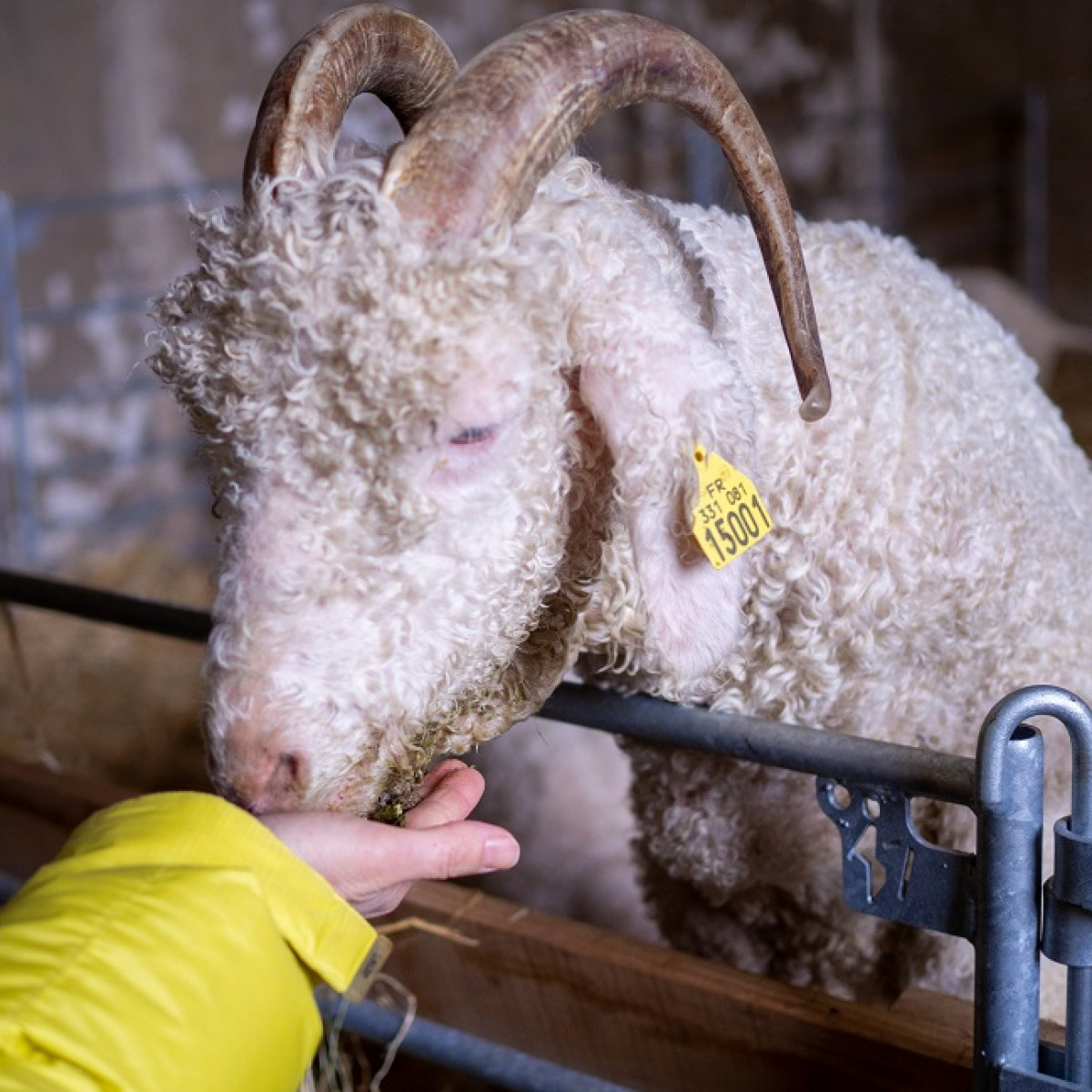 Une journée dans un élevage de chèvre angora