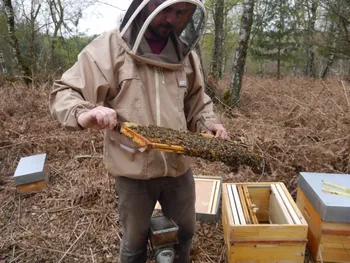 Initiez-vous à l'apiculture