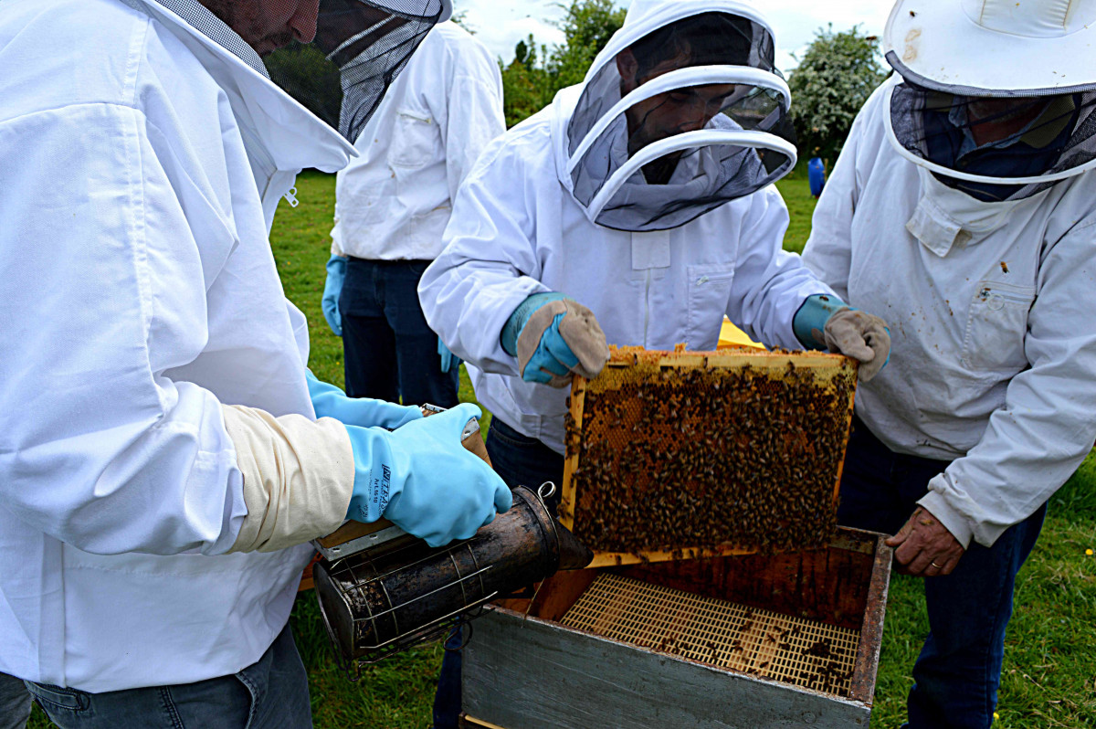 Découvrez l'apiculture