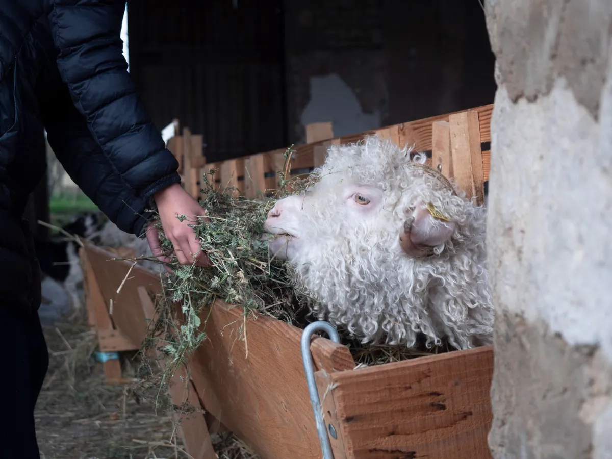 Initiez-vous à la transformation de laine
