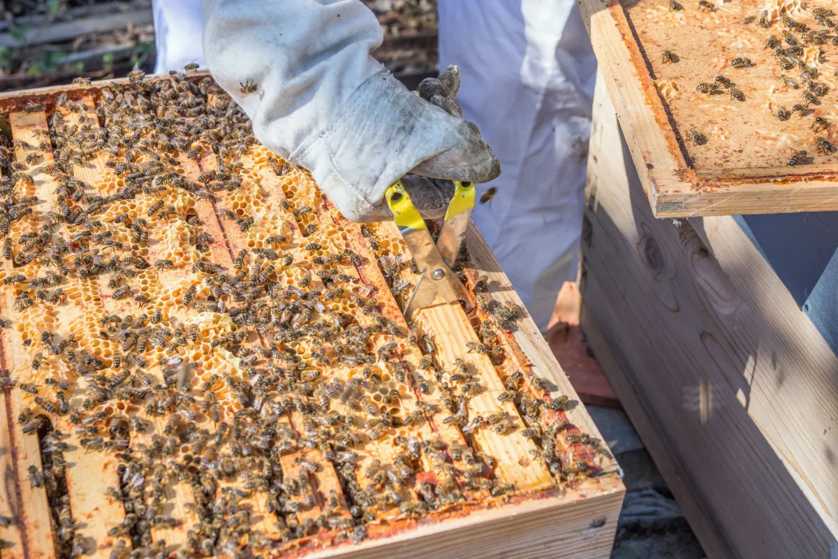 Initiez-vous à l'apiculture