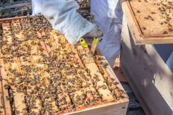 Initiez-vous à l'apiculture