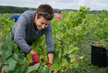 Apprenez à soigner la vigne et dégustez du vin