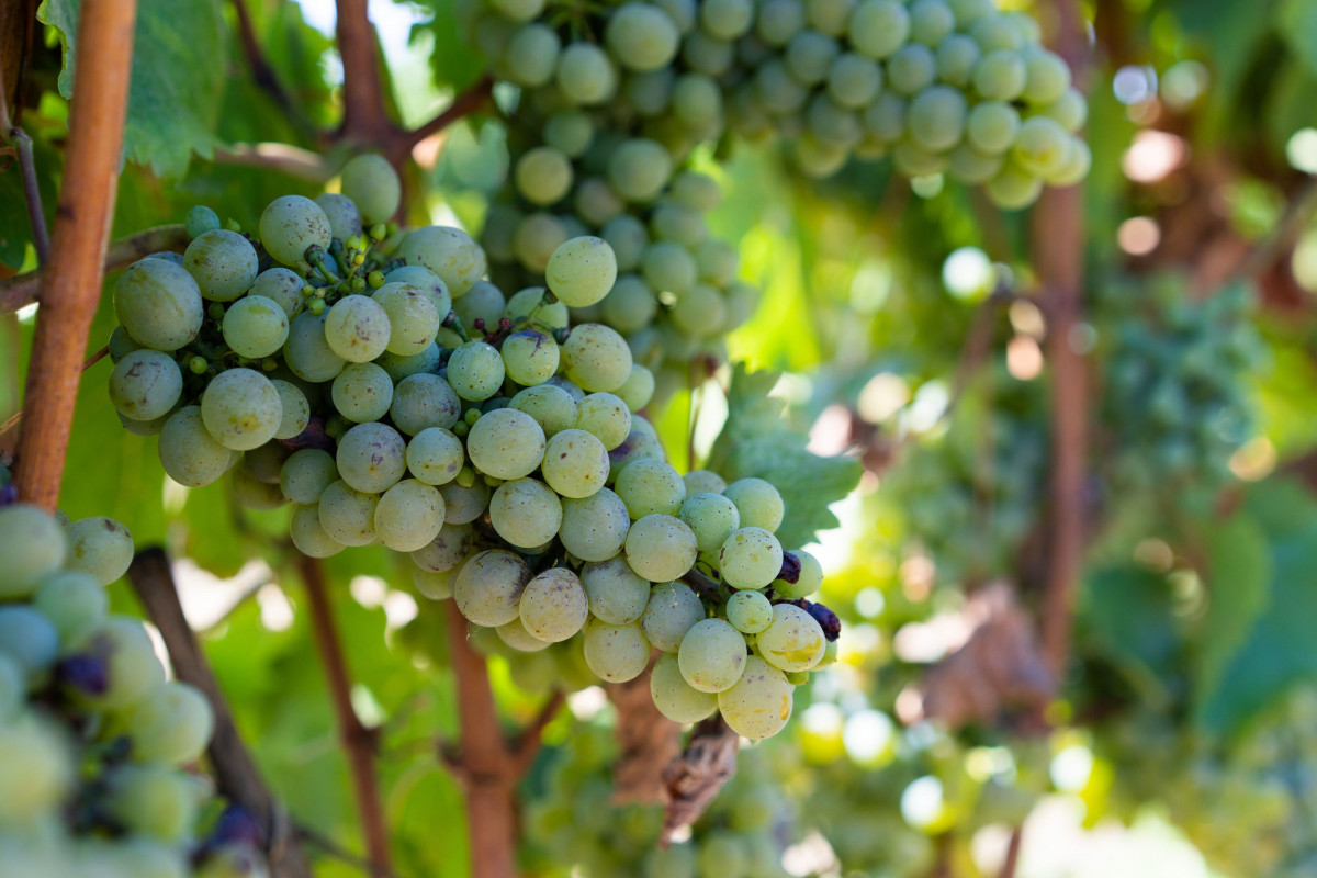 Dégustez une sélection de vins au milieu des vignes