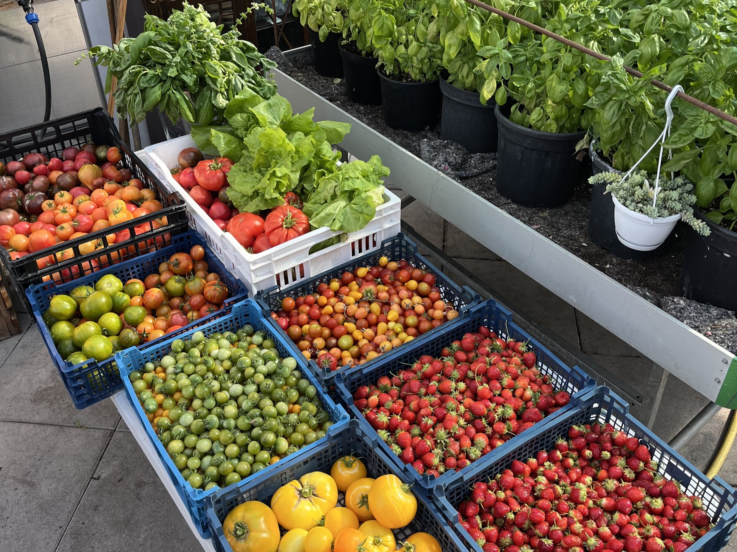 Visitez une ferme urbaine de micro-pousses