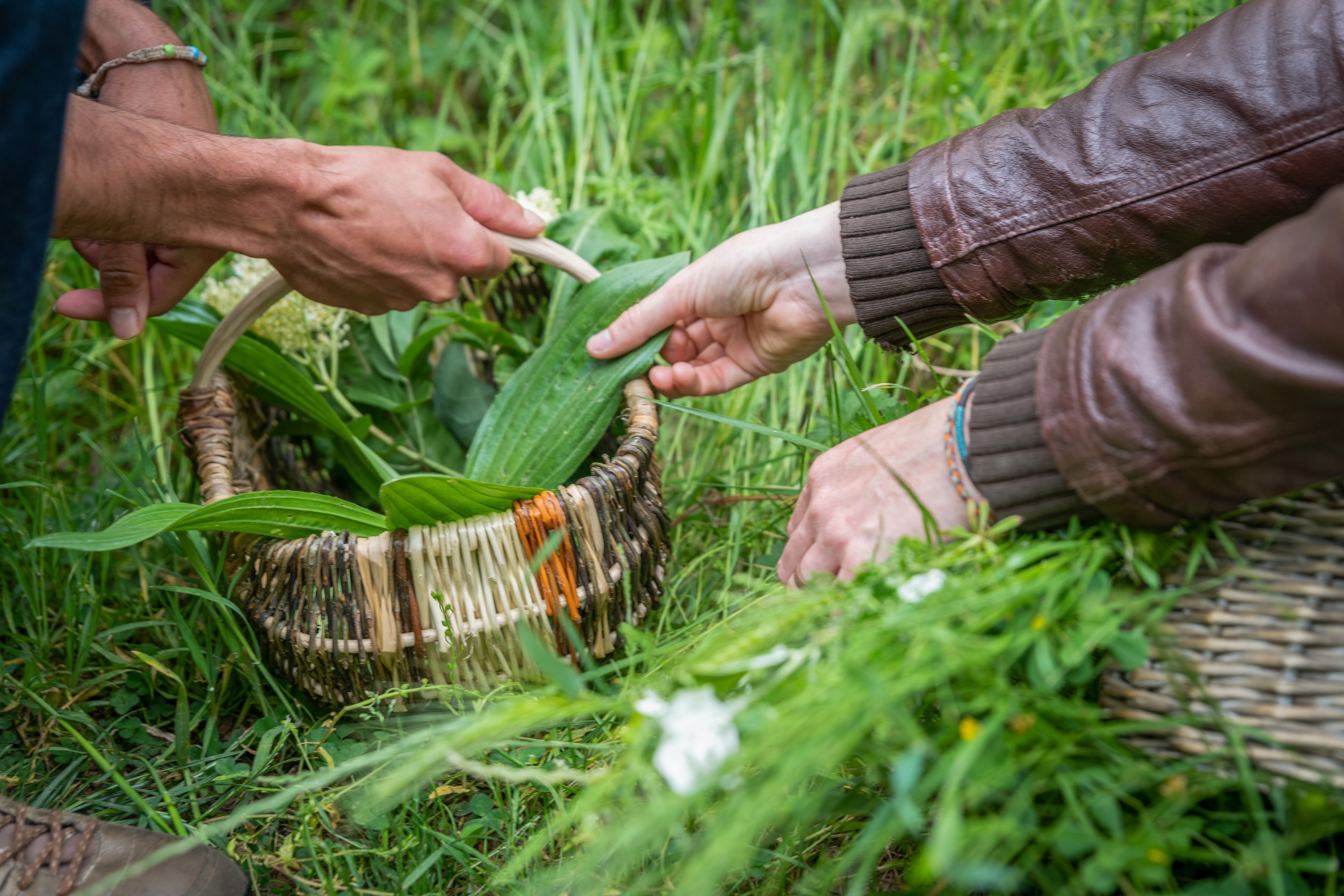 Découvrez la cueillette sauvage