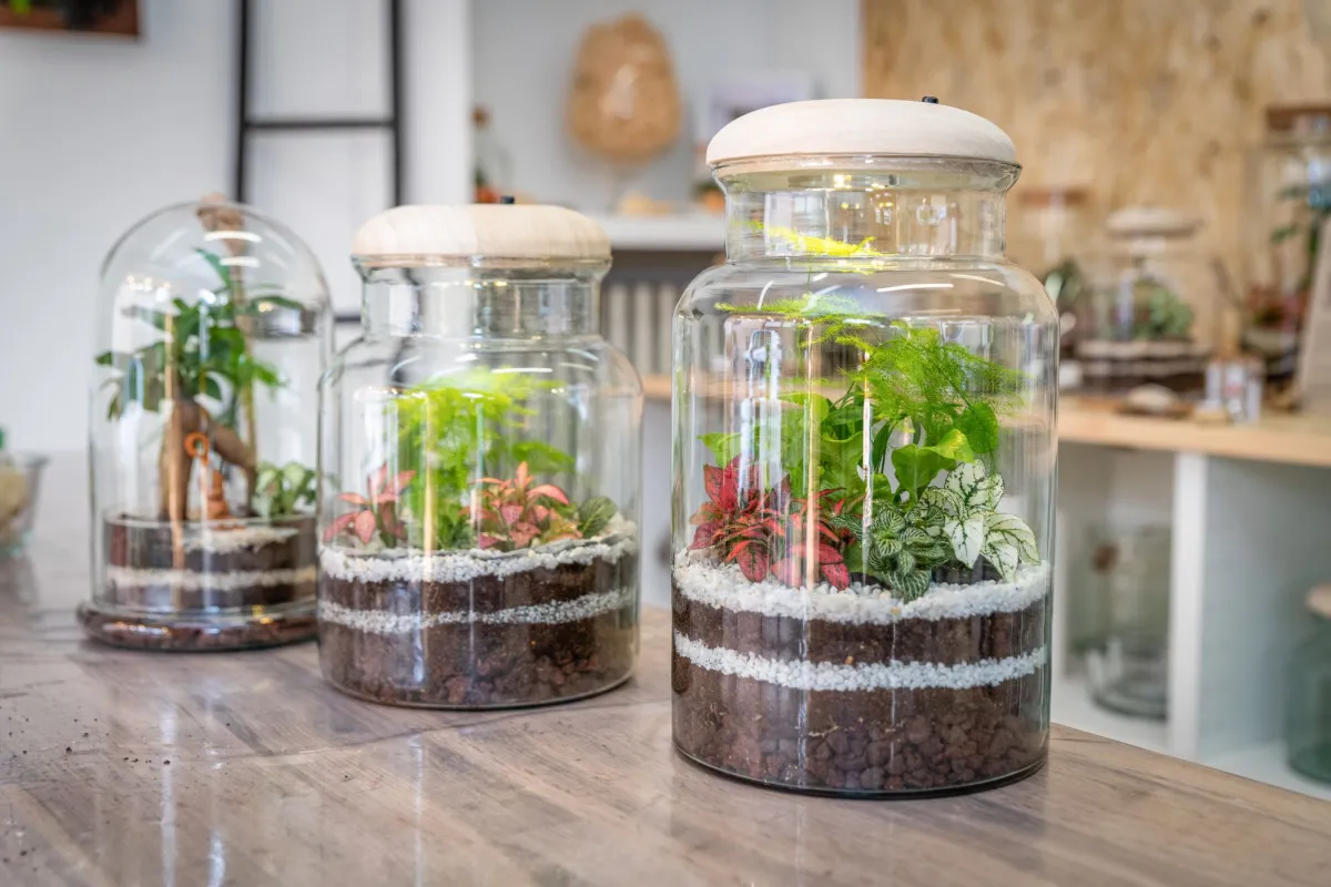 Créez votre terrarium