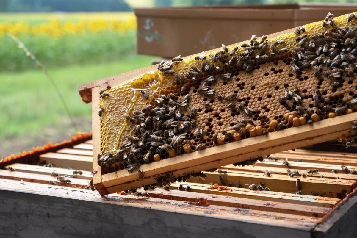 Initiez vous à l'apiculture