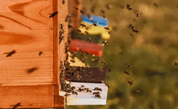 Plongez-vous dans le monde merveilleux des abeilles