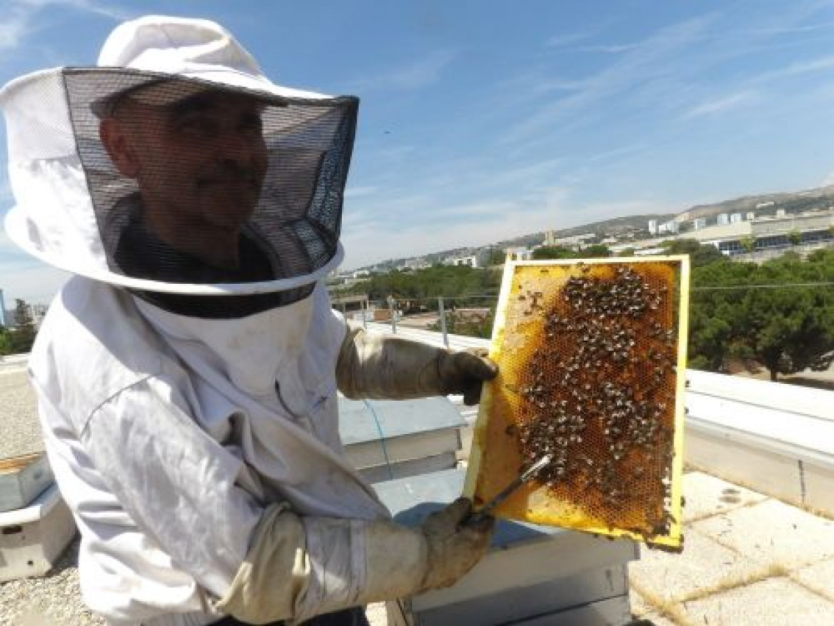 Plongez-vous dans le monde merveilleux des abeilles