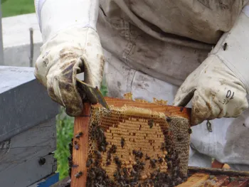 Wecandoo - Plongez-vous dans le monde merveilleux des abeilles