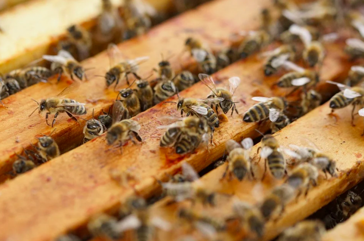 Plongez-vous dans le monde merveilleux des abeilles