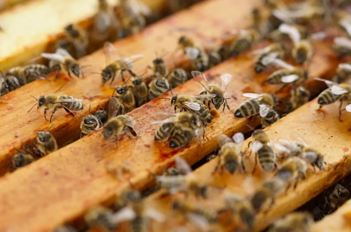 Plongez-vous dans le monde merveilleux des abeilles