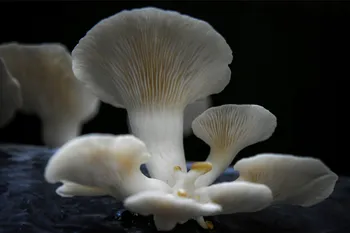 Cultivez vos champignons