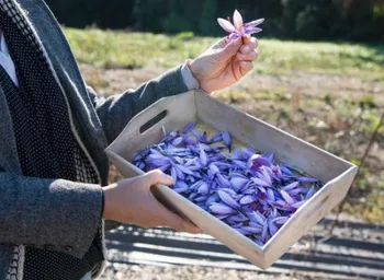 Récoltez votre safran