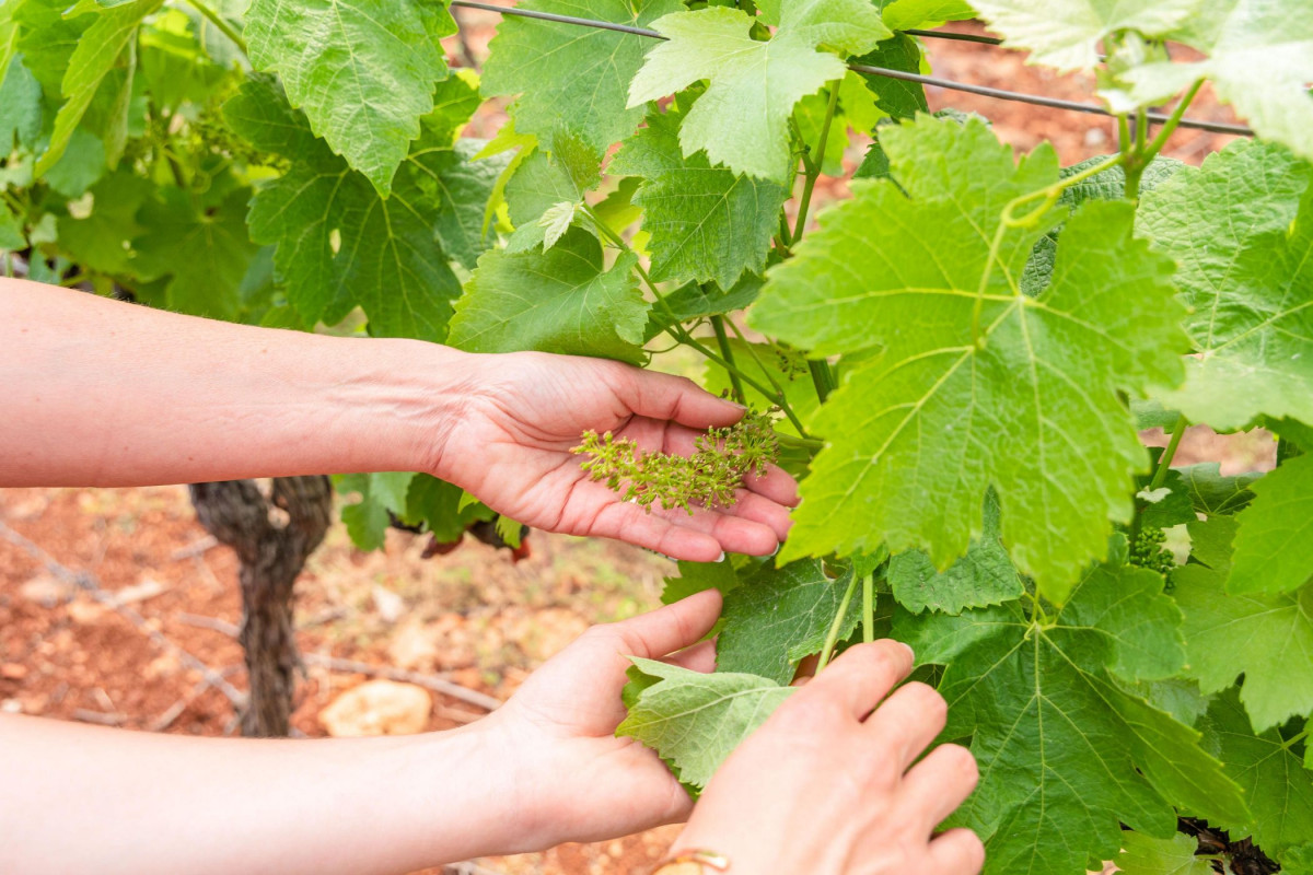 Visitez un domaine viticole à Montpellier