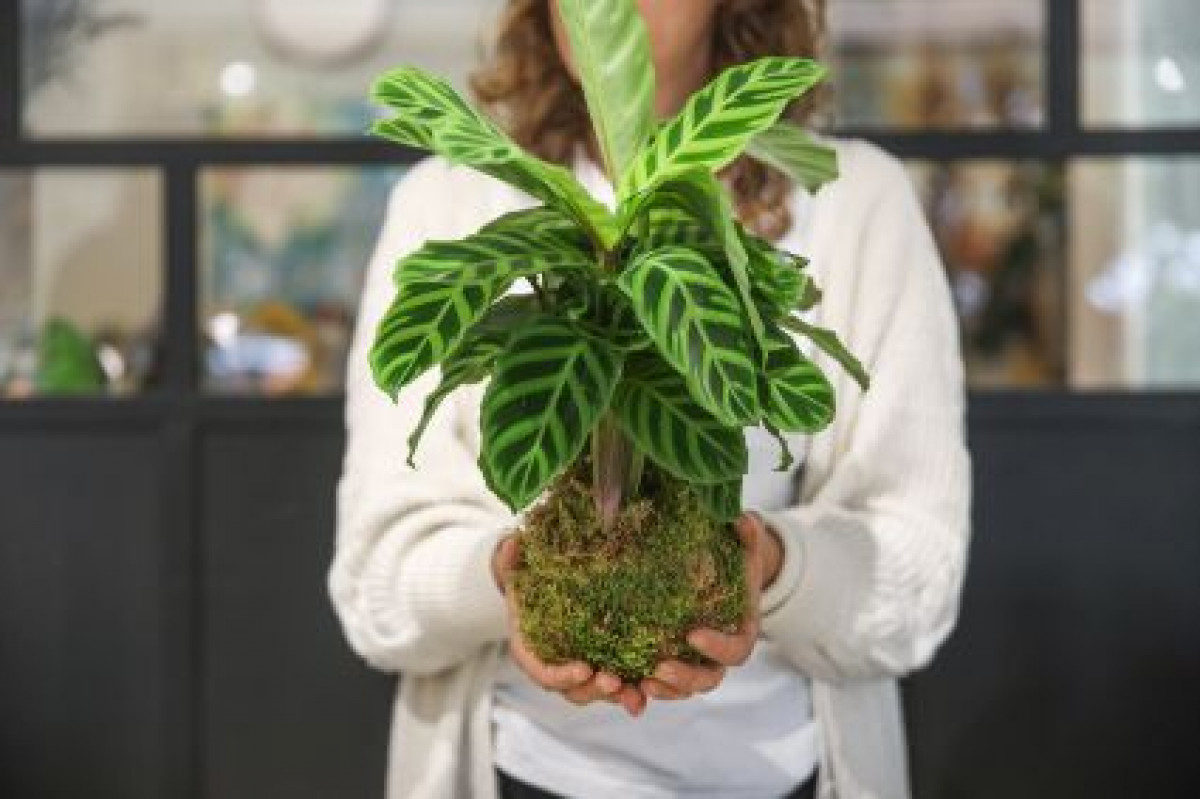 Fabriquez votre kokedama