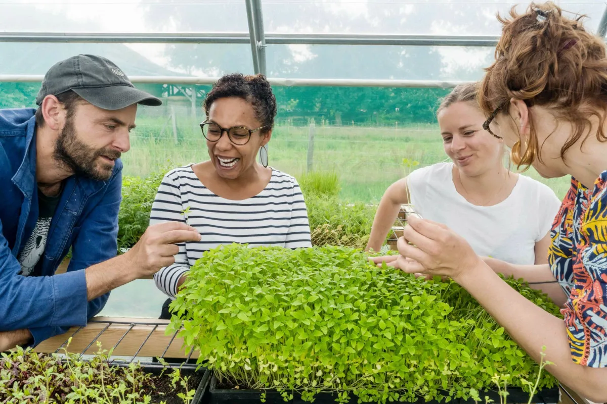 Découvrez la culture de micropousses