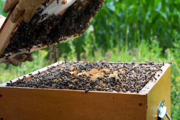 Wecandoo - Initiez-vous à l'apiculture