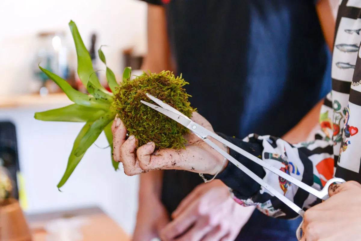 Créez votre kokedama