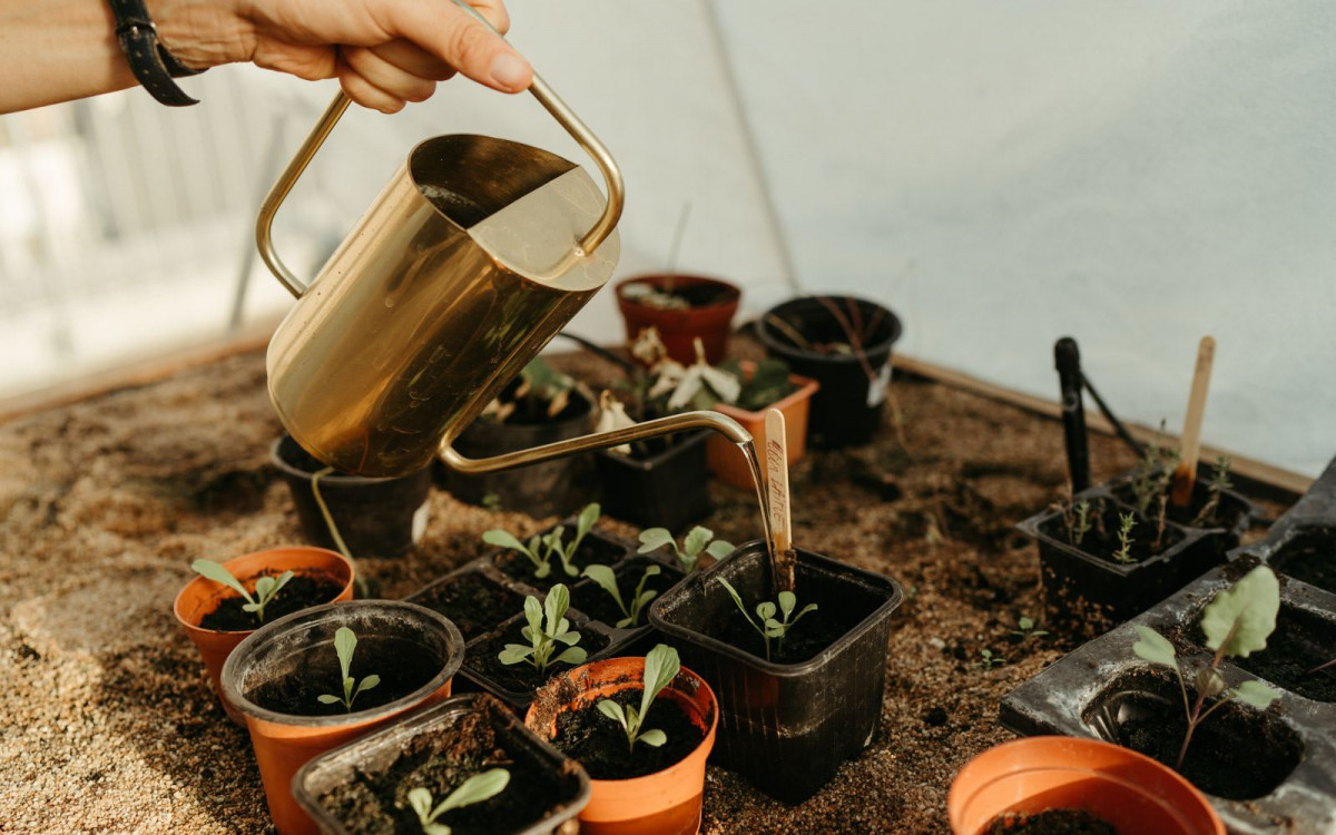 Semez, repiquez et entretenez votre potager en ville