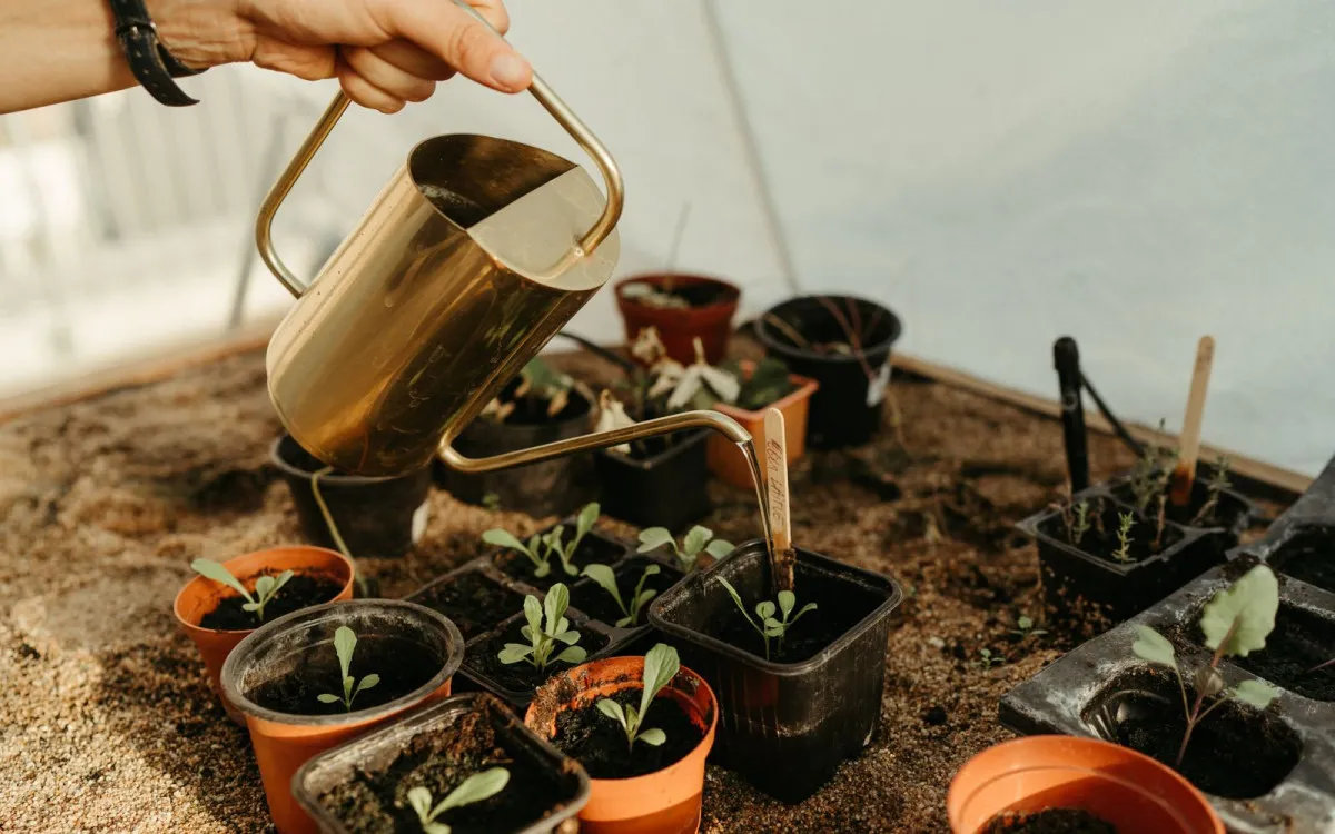Semez, repiquez et entretenez votre potager en ville